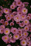 Chrysanthemum 'Ruby Mound'  RCP10-06 021.jpg